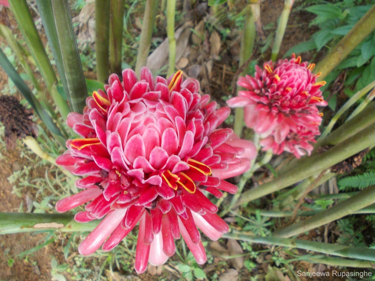 Etlingera elatior (Jack) R.M.Sm.